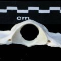 Ll-Atlas7.JPG