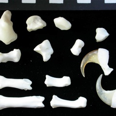 Carpus and phalanges