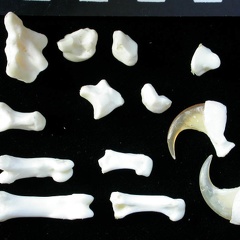 Carpus and phalanges