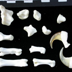 Carpus and phalanges