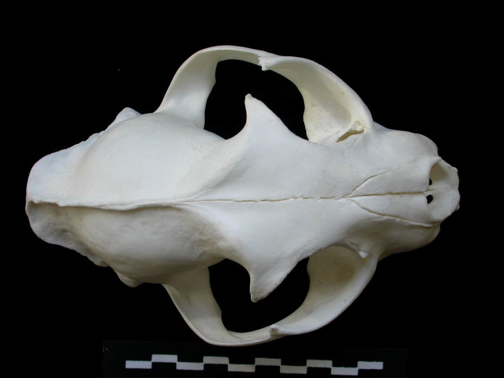 Skull: frontal sight