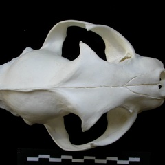 Skull: frontal sight