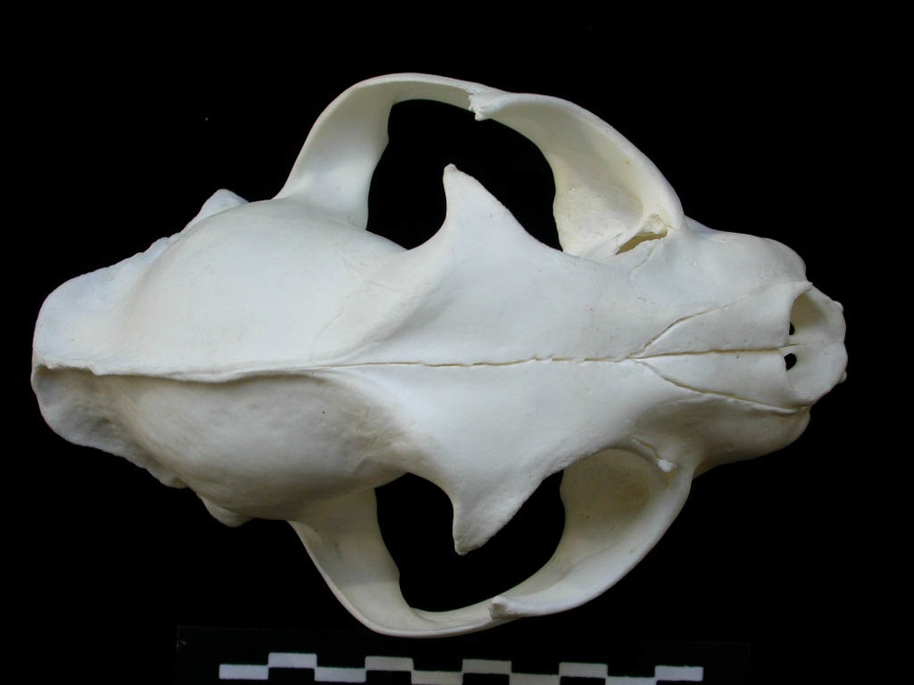 Skull: frontal sight