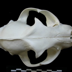 Skull: frontal sight