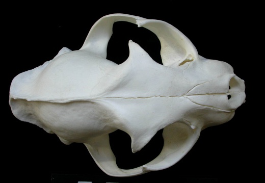 Skull: frontal sight