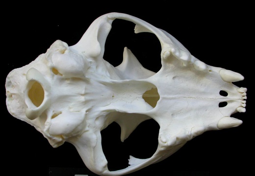 Skull: ventral sight