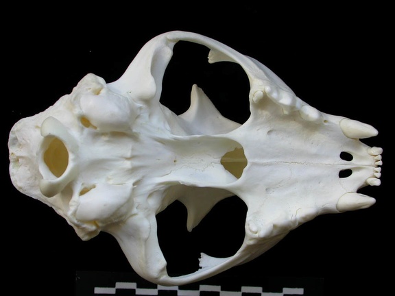 Skull: ventral sight