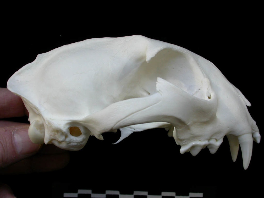 Skull: right side sight