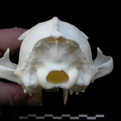 Crâne : vue postérieure