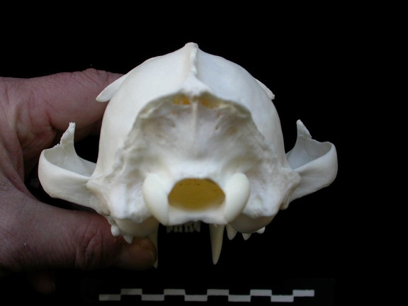 Skull: posterior view