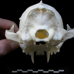 Skull: posterior view