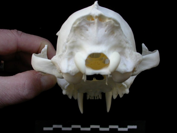 Skull: posterior view