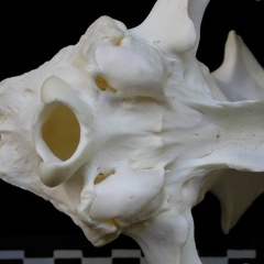 Skull: ventral sight