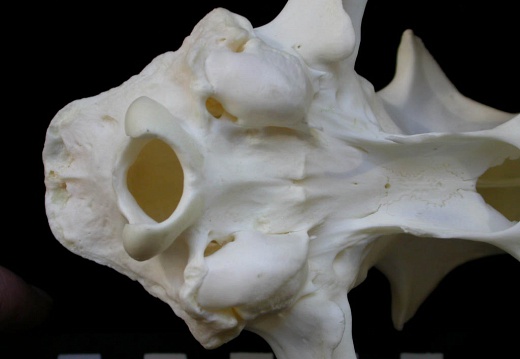 Skull: ventral sight