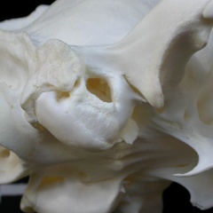  Skull: tympanic bula