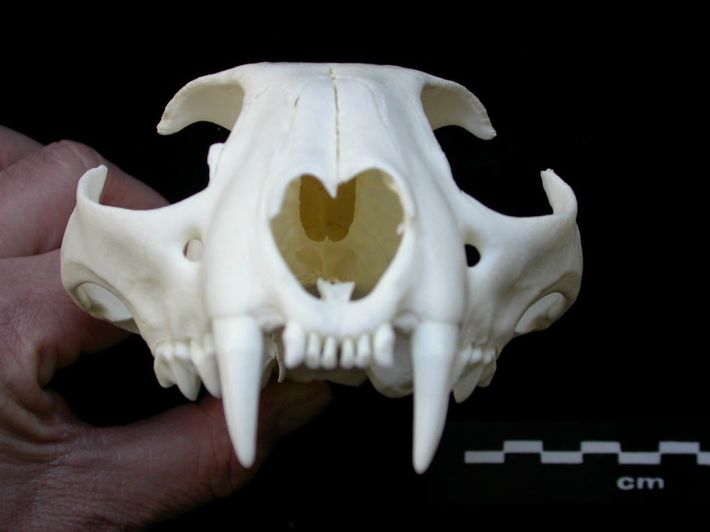 Skull: anterior view