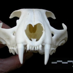 Skull: anterior view