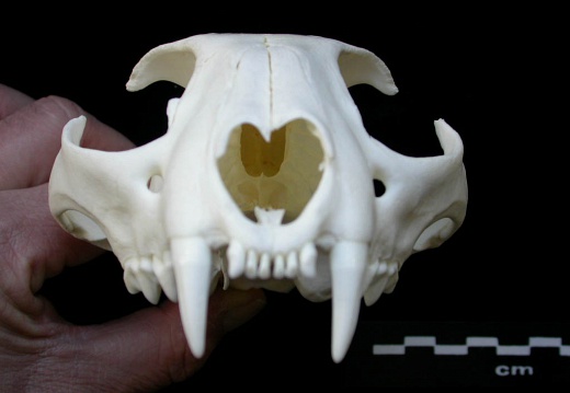 Skull: anterior view