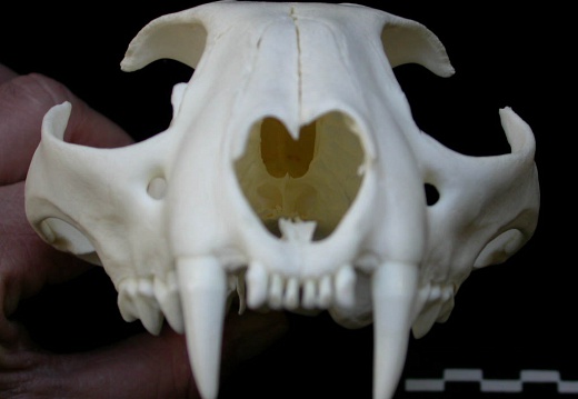 Skull: anterior view