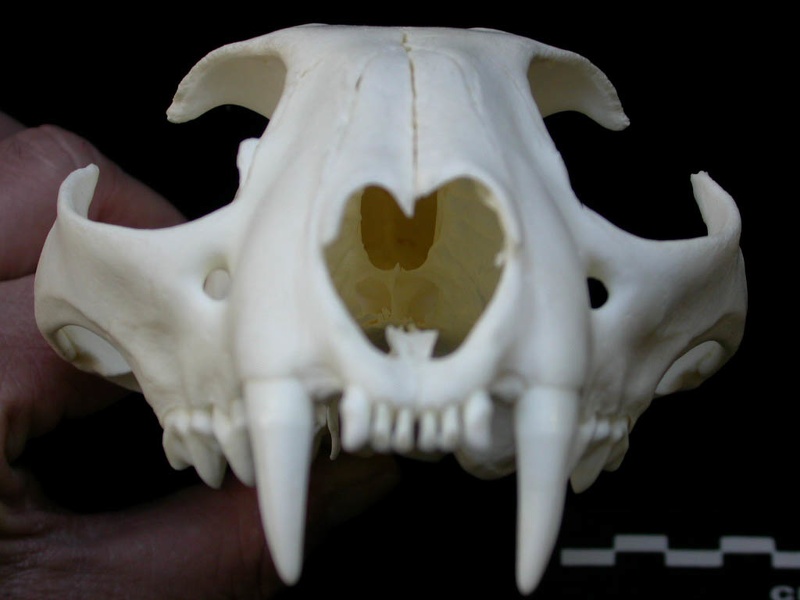 Crâne : vue antérieure