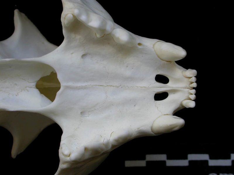 Skull: jawbones and incisive bone