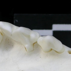 Dentition supérieure (2029 visites) Lynx lynx - Jeune adulteCollection : P. Fosse - Pays : Pologne
Dentition supérieure