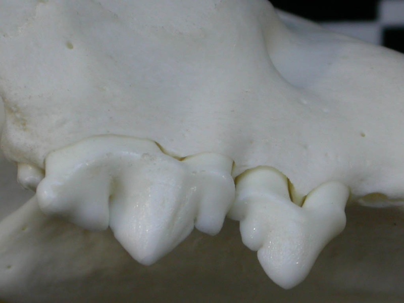 Dentition supérieure (2130 visites) Lynx lynx - Jeune adulteCollection : P. Fosse - Pays : Pologne
Dentition supérieure