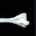 Fibula: distal part (1844 visits) Lynx lynx - Young adult - Right elementCollection: P. Fosse - Country: Poland Fibula: distal part