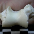 Humerus: distal end (15124 visits) Lynx lynx - Young adult - Left elementCollection: P. Fosse - Country: Poland Humerus: distal end