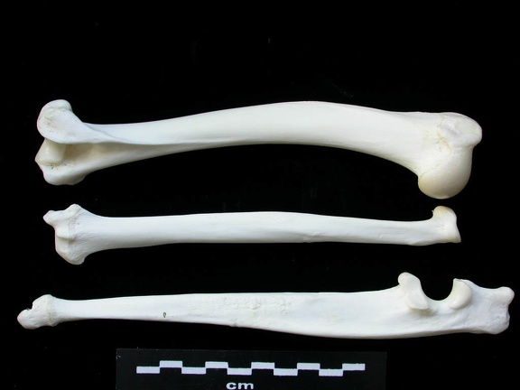 Humérus, radius et ulna (3057 visites) Lynx lynx - Jeune adulte - Éléments gauchesCollection : P. Fosse - Pays : Pologne
Humérus, radius et ulna