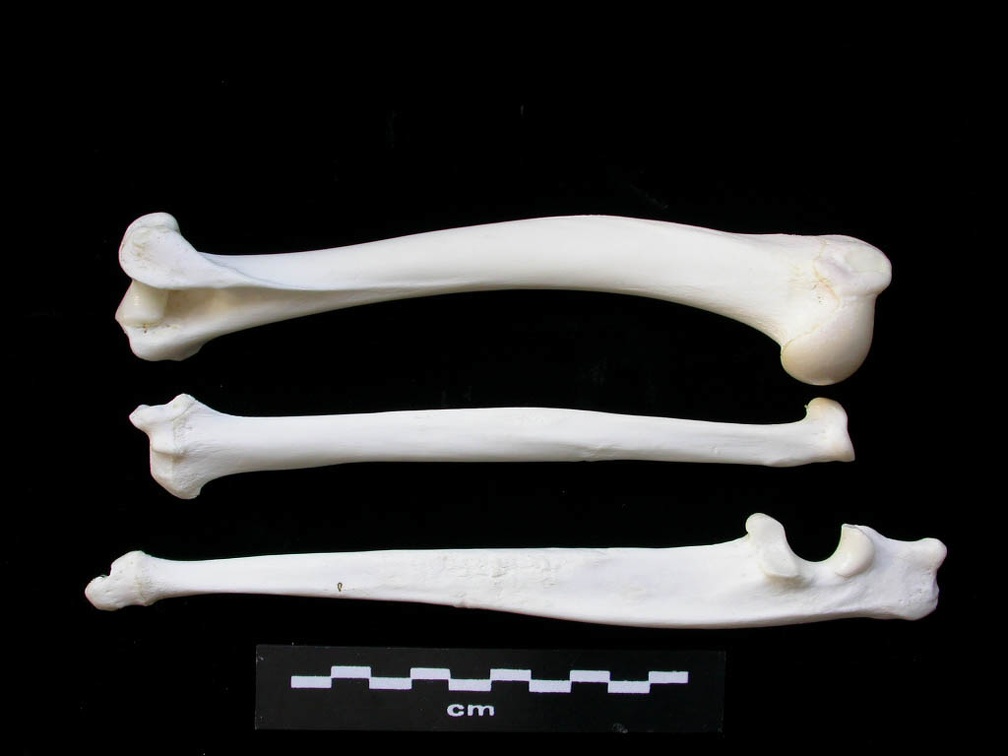 Humérus, radius et ulna (2972 visites) Lynx lynx - Jeune adulte - Éléments gauchesCollection : P. Fosse - Pays : Pologne
Humérus, radius et ulna