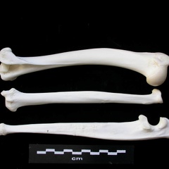 Humérus, radius et ulna (2972 visites) Lynx lynx - Jeune adulte - Éléments gauchesCollection : P. Fosse - Pays : Pologne
Humérus, radius et ulna
