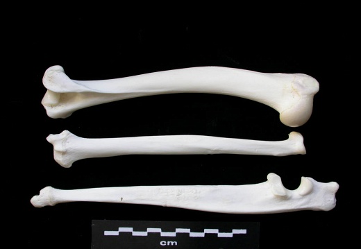 Humérus, radius et ulna (2972 visites) Lynx lynx - Jeune adulte - Éléments gauchesCollection : P. Fosse - Pays : Pologne
Humérus, radius et ulna