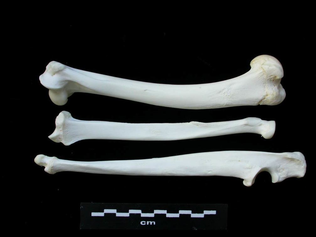 Humérus, radius et ulna (3239 visites) Lynx lynx - Jeune adulte - Éléments gauchesCollection : P. Fosse - Pays : Pologne
Humérus, radius et ulna