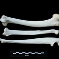 Húmero, radio y ulna (3242 visitas) Lynx lynx - Joven adulto - Elementos izquierdosColección : P. Fosse - País : Polonia Húmero, radio y ulna