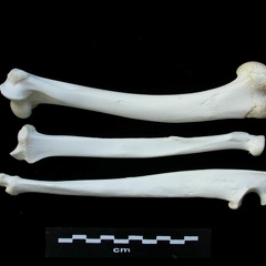 Humérus, radius et ulna (3239 visites) Lynx lynx - Jeune adulte - Éléments gauchesCollection : P. Fosse - Pays : Pologne
Humérus, radius et ulna