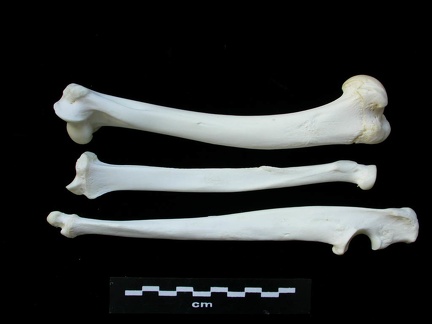 Humérus, radius et ulna (3239 visites) Lynx lynx - Jeune adulte - Éléments gauchesCollection : P. Fosse - Pays : Pologne
Humérus, radius et ulna