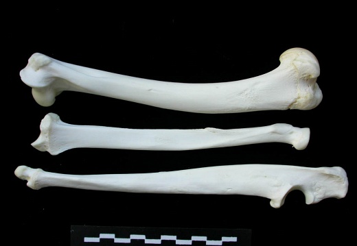 Humerus,radius and ulna