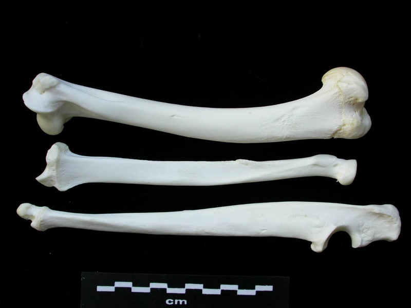 Humérus, radius et ulna (3069 visites) Lynx lynx - Jeune adulte - Éléments gauchesCollection : P. Fosse - Pays : Pologne
Humérus, radius et ulna