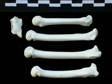 Métacarpiens
