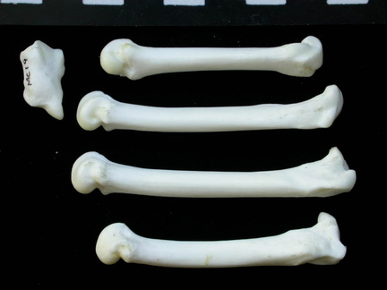 Métacarpiens