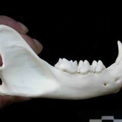 Mandibule (1898 visites) Lynx lynx - Jeune adulte - Élément droitCollection : P. Fosse - Pays : Pologne
Mandibule