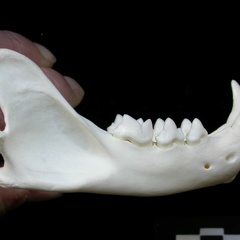 Mandible