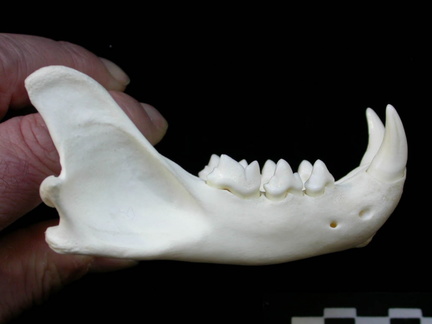 Mandibule