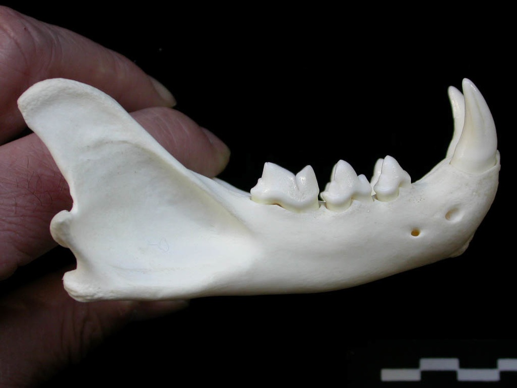 Mandibule (1858 visites) Lynx lynx - Jeune adulte - Élément droitCollection : P. Fosse - Pays : Pologne
Mandibule