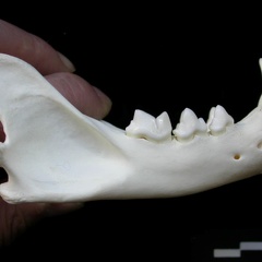 Mandibule (1858 visites) Lynx lynx - Jeune adulte - Élément droitCollection : P. Fosse - Pays : Pologne
Mandibule