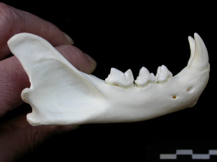 Mandibule (1858 visites) Lynx lynx - Jeune adulte - Élément droitCollection : P. Fosse - Pays : Pologne
Mandibule