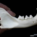 Mandibule