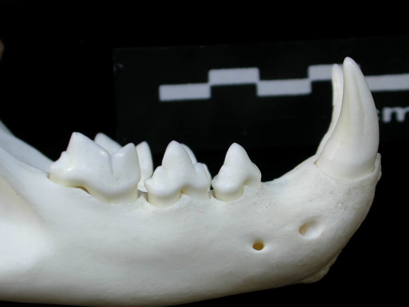 Mandibule (1951 visites) Lynx lynx - Jeune adulte - Élément droitCollection : P. Fosse - Pays : Pologne
Mandibule