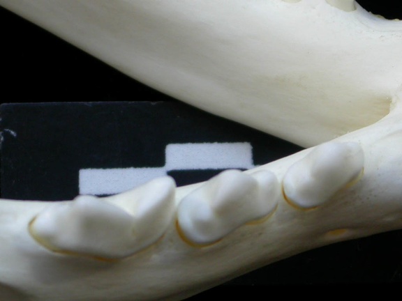Dentition inférieure (1930 visites) Lynx lynx - Jeune adulte - Élément droitCollection : P. Fosse - Pays : Pologne
Dentition inférieure